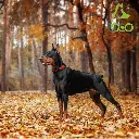 Doco Puffy Mesh Collar (DCA102)[Color - Red, Size - L]