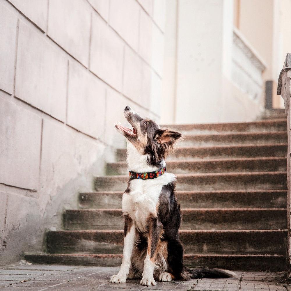 DOCO® LOCO Collar Small-1.5 x 27-37cm C9