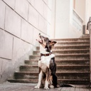 DOCO® LOCO Collar Small-1.5 x 27-37cm EP