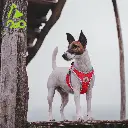 DOCO® NET Mesh Sport Harness X.Large-52-56cm / 9-11kg-Grey