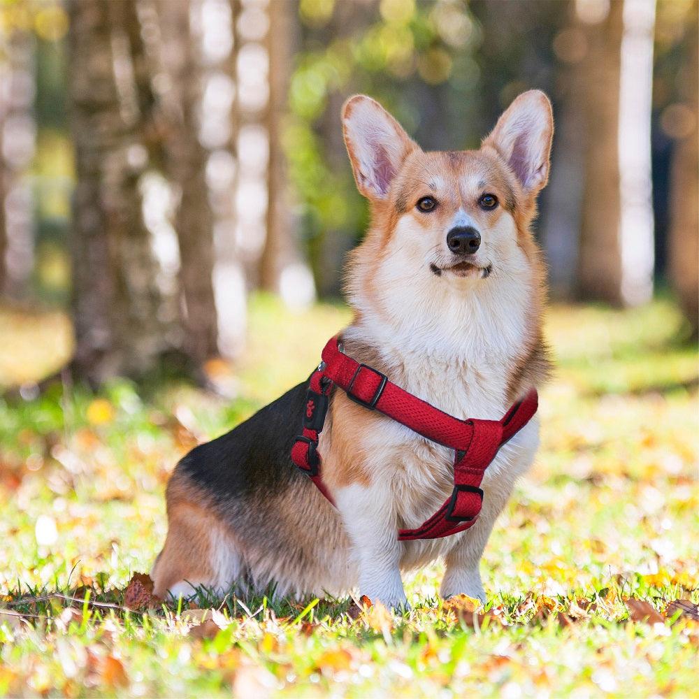 DOCO® Puffy Air Step- In Harness Medium-2.5 x 53-77cm-Rasberry pink