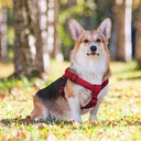 DOCO® Puffy Air Step- In Harness Medium-2.5 x 53-77cm-Rasberry pink