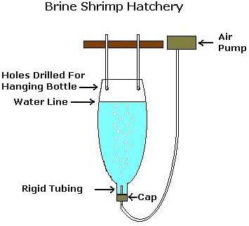 Horizone Peqon Artemia Cyst Blue Ring 80 Capsules