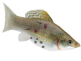 Horizone Hales Anchorworm 10 Capsule