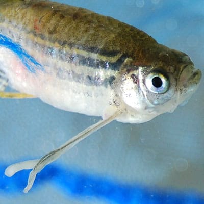 Horizone Hales Anchorworm 10 Capsule