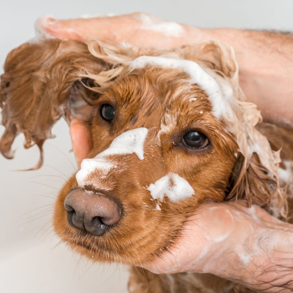 Synergy Labs VFCC Hot Spot & Itch Relief Medicated Conditioner 473ml (16oz) [Volume - 473ml]