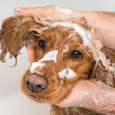 Synergy Labs VFCC Hot Spot & Itch Relief Medicated Conditioner 473ml (16oz) [Volume - 473ml]