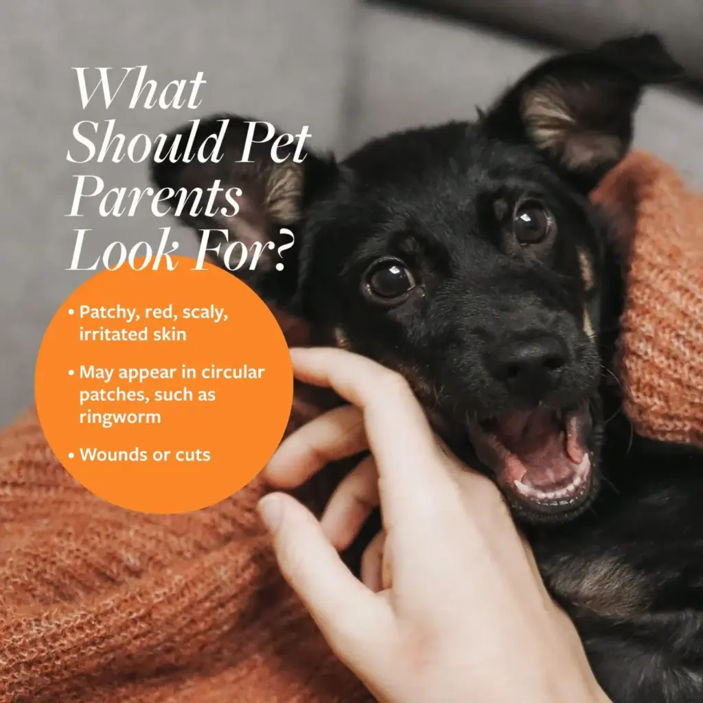 Synergy Labs Veterinary Formula Clinical Care Antiseptic & Antifungal Spray For Dogs & Cats 236ml[Volume - 236ml]