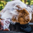 Duvo+ Soft Snack Salmon 100g