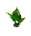 Yusee Aquarium Decoration - Artificial Plant - YM-5801