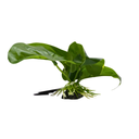 Yusee Aquarium Decorations - Artificial Plant YM-5874 [Height:12cm]