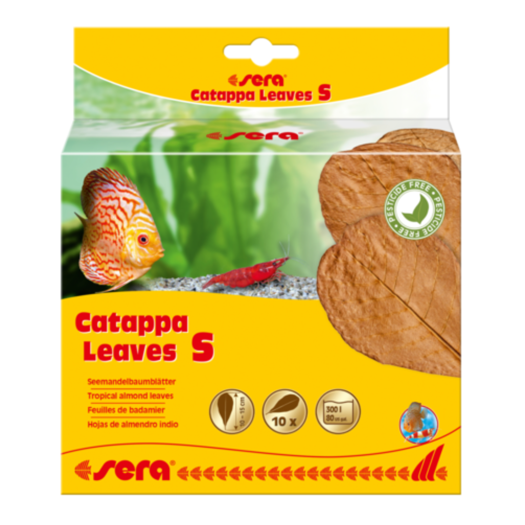 Sera Catappa Leaves  (10pcs)[Size - S]