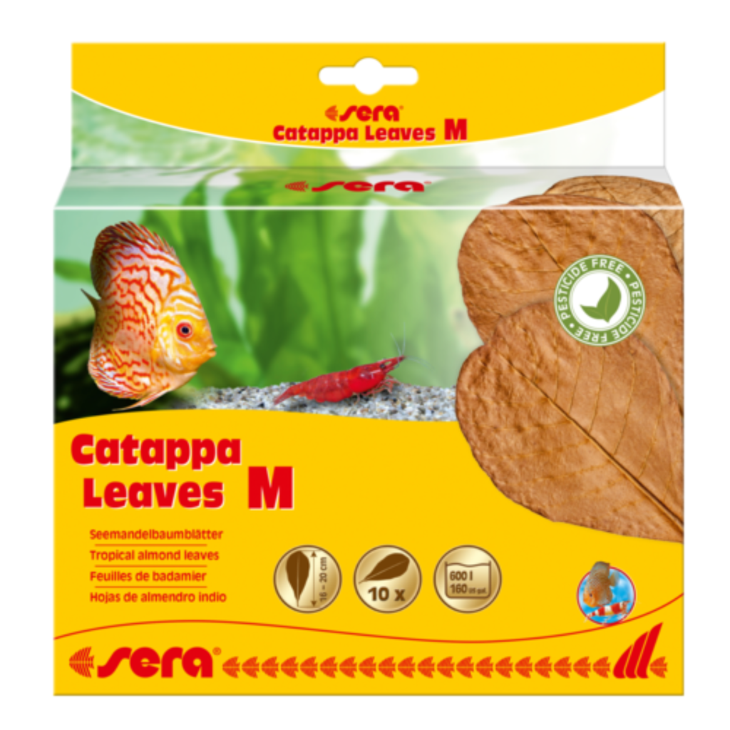 Sera Catappa Leaves  (10pcs)[Size - M]